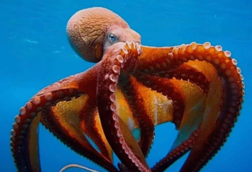 Octopus